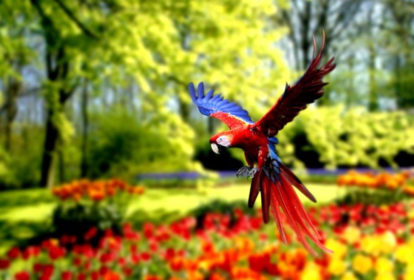Colorful Parrot Wallpaper Beautiful Colorful Parrot Wallpapers