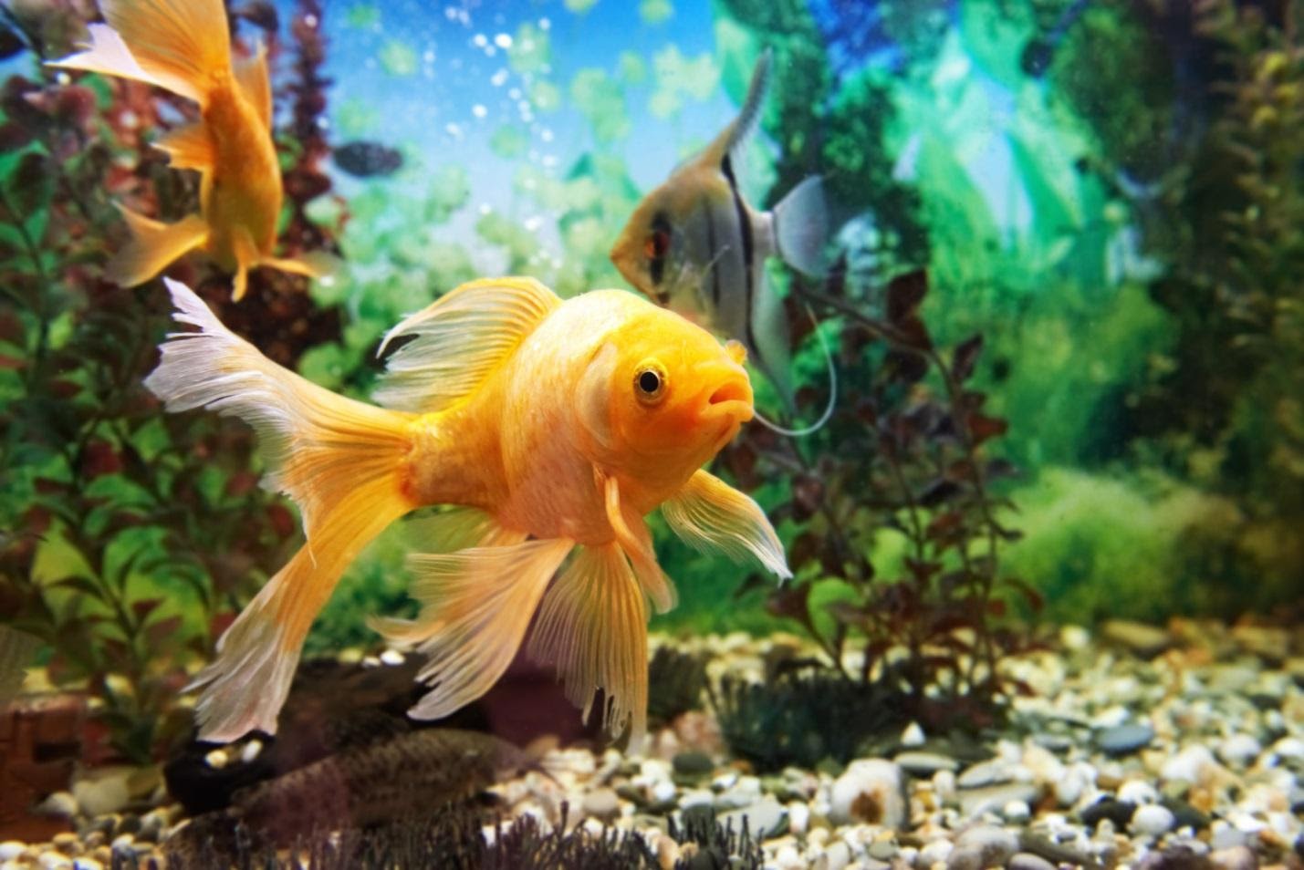 6 Fun Aquarium Decor Ideas to Make Your Fish Tank More Interesting » Wassup  Mate