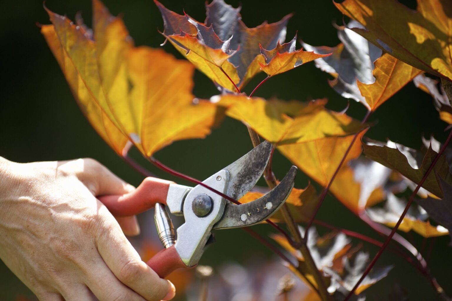 Maple Tree Guide How and When to Prune Maple Trees » Wassup Mate