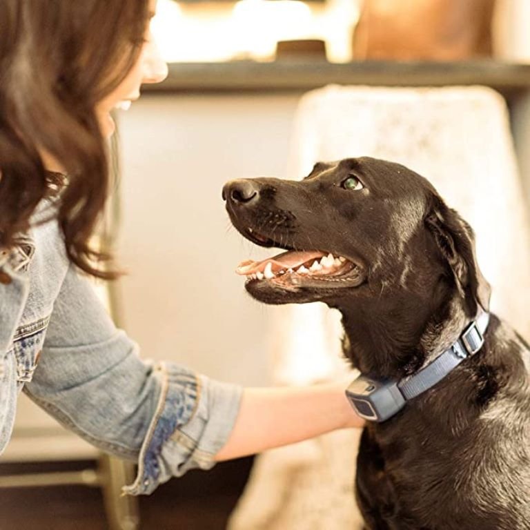 3 Benefits of Using a Bark Collar » Wassup Mate