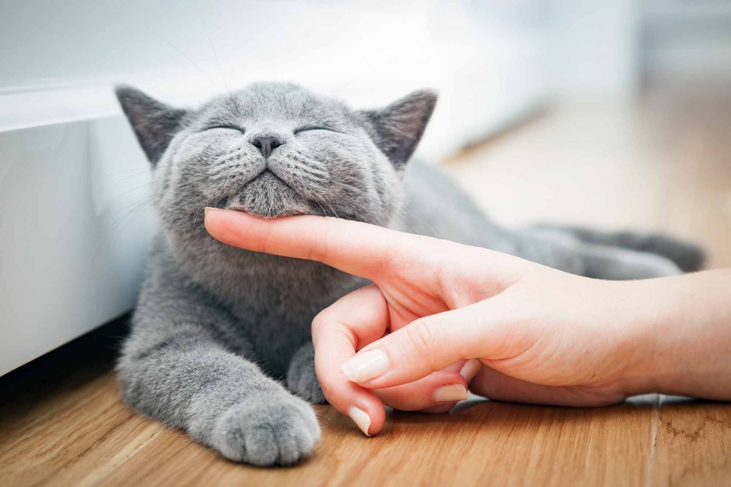 Care Tips for Cat Owners » Wassup Mate
